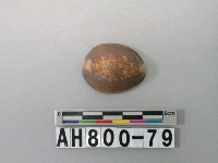 藏品(貝類)的圖片